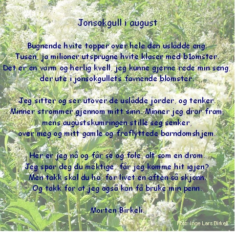 Jonsokkgull i august