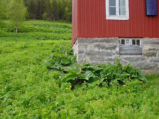 Vårrabarbraen kunne blitt fin vin