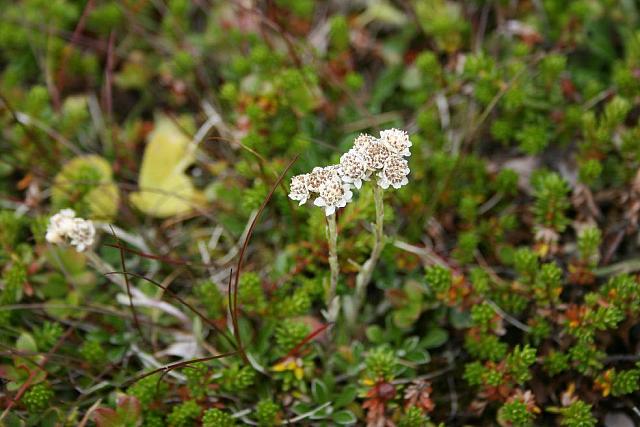 Fjellvarianten av ryllik?