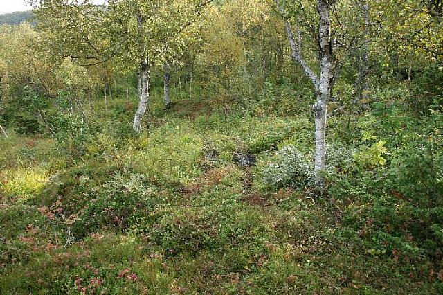 Inn i skogen før kraftlinja