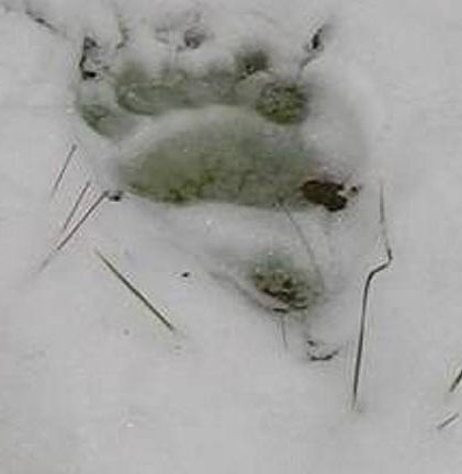 Bjørnespor i snø