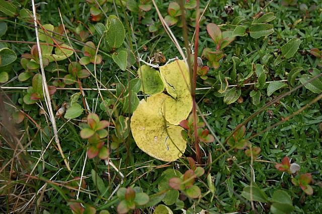 Vakre høstgule blad til hvilken plante?